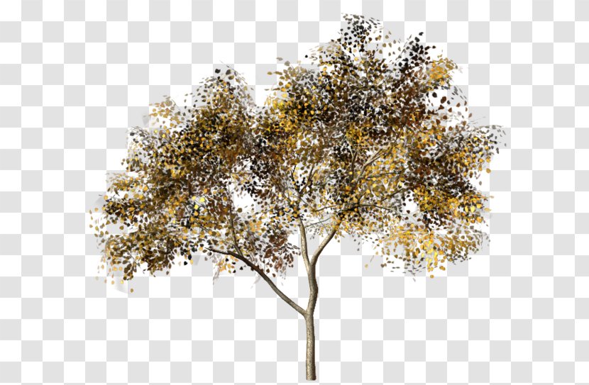 Twig Tree 1,3-Butadiene Autumn Leaf Color Transparent PNG