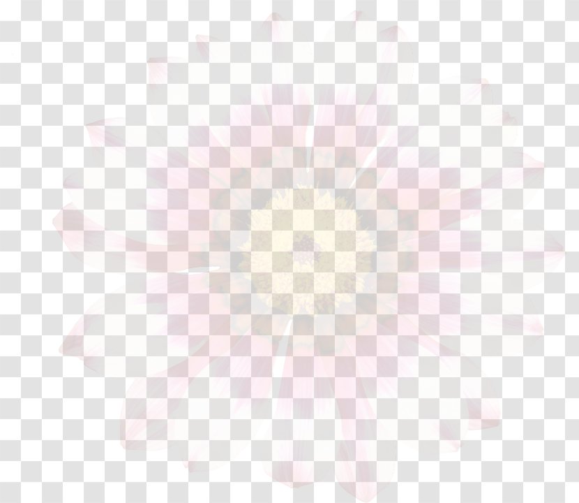Transvaal Daisy Desktop Wallpaper Close-up Pink M Computer Transparent PNG
