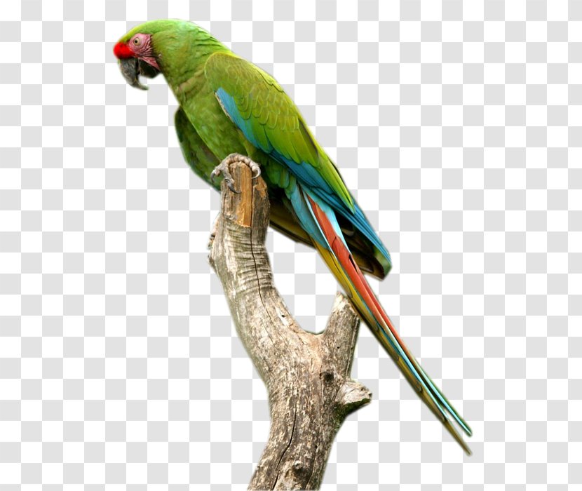 Budgerigar Macaw Parakeet Parrot Image - Internet Forum - Perroquet Transparent PNG