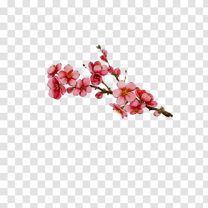Moth Orchids Cut Flowers ST.AU.150 MIN.V.UNC.NR AD Cherry Blossom - Plant Transparent PNG