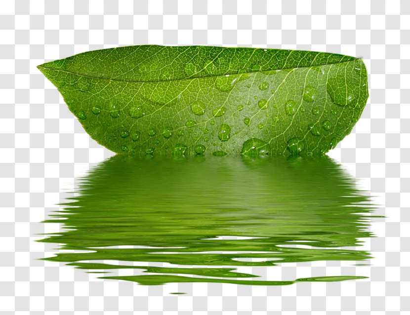 Clip Art - Water - Leaf Transparent PNG