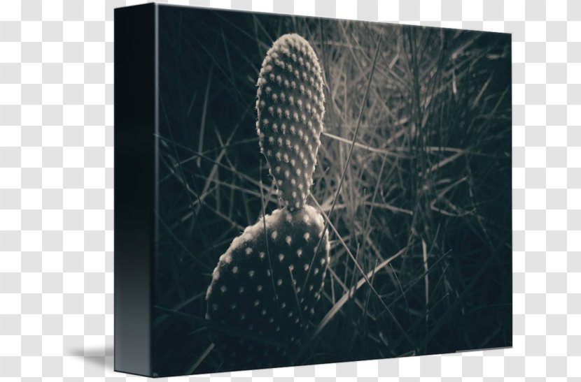 Stock Photography Organism - Cactus Canvas Transparent PNG