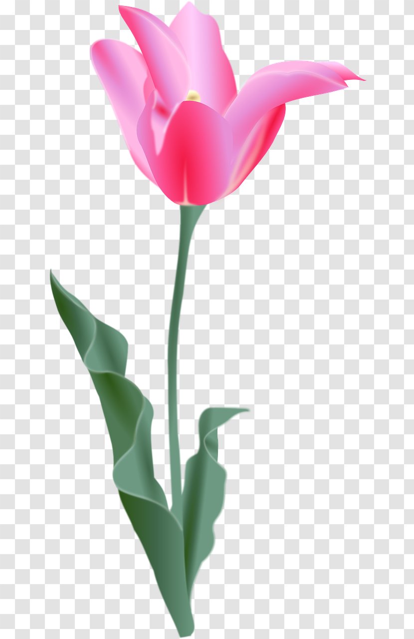 Tulip Flower Clip Art - Petal Transparent PNG