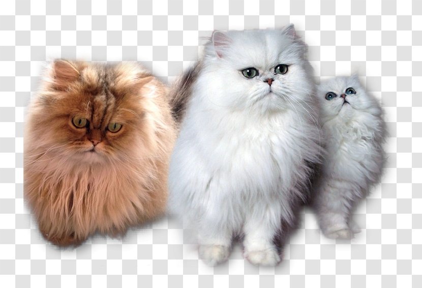 Persian Cat British Semi-longhair Asian Napoleon Kitten - Semilonghair Transparent PNG