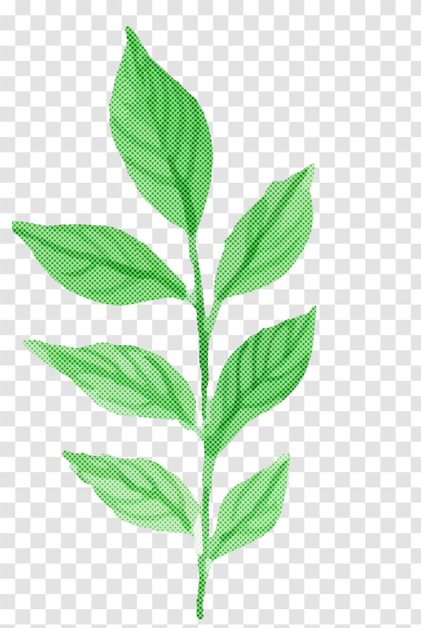 Leaf Flower Plant Plant Stem Herb Transparent PNG