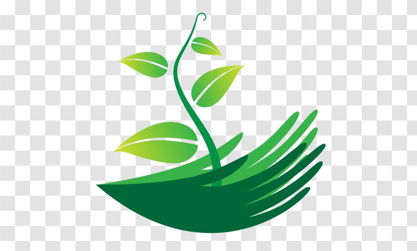 Seedling Franchising - Serviced Office - Plant Stem Transparent PNG