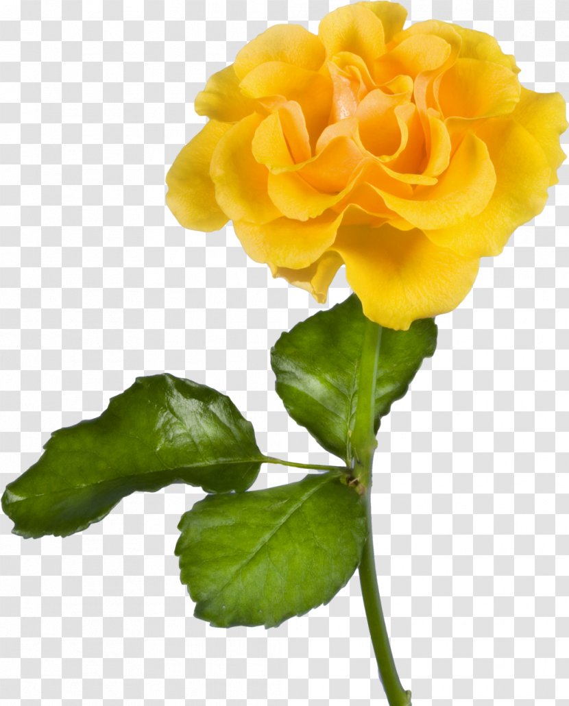 Laptop Desktop Wallpaper Yellow Flower Rose - Photography - Hydrangea Transparent PNG