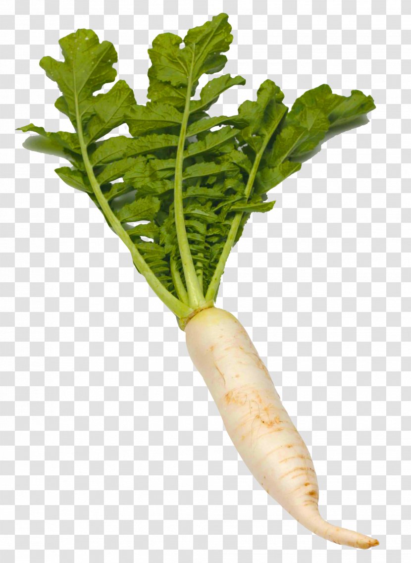 Daikon Kung Pao Chicken Vegetable Food Carrot - Spring Greens - White Radish Transparent PNG