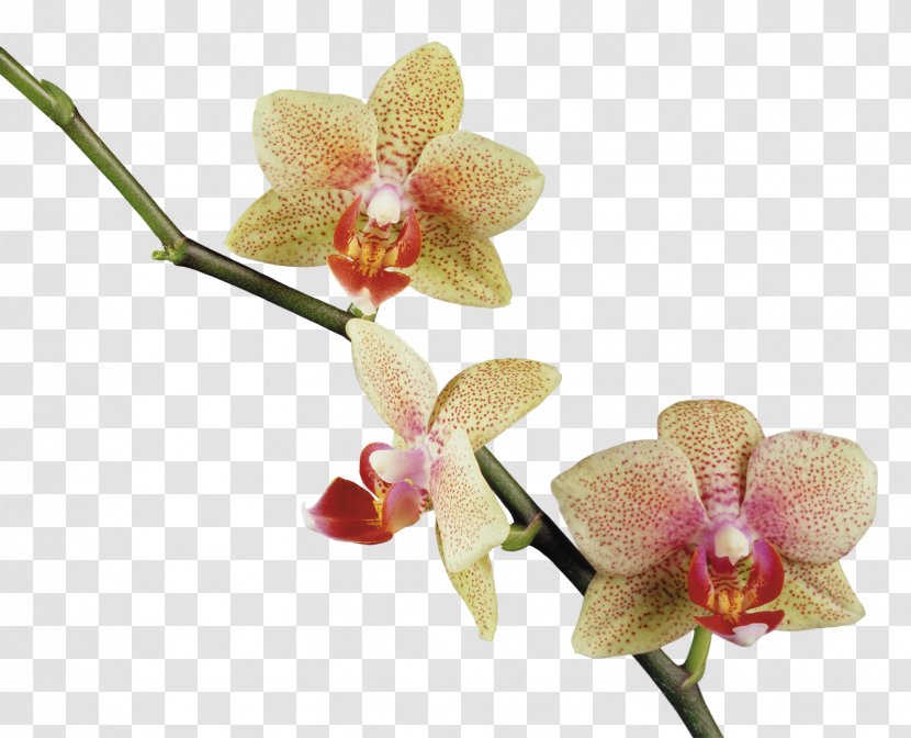 Flower Orchids Clip Art - Orchid Transparent PNG