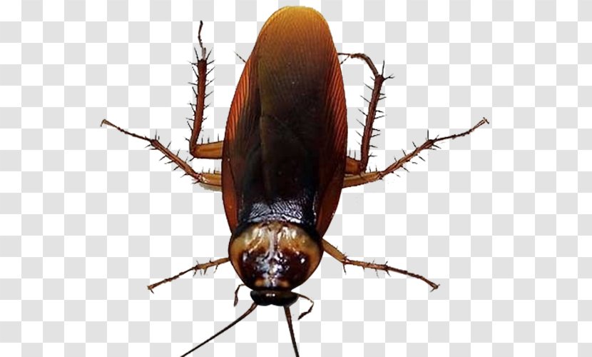 Cockroach Mosquito Insecticide U9664u56dbu5bb3 - Homo Sapiens - Picture Transparent PNG