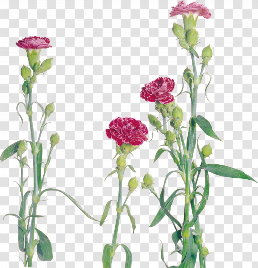 Carnation Flower Dianthus - Annual Plant - CARNATION Transparent PNG