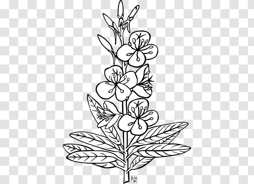 Plant Flower Leaf Clip Art - Hedysarum Boreale - Free Pictures Transparent PNG