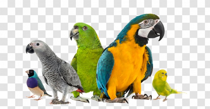 Amazon Parrot Cockatiel Bird Companion - Cage Transparent PNG