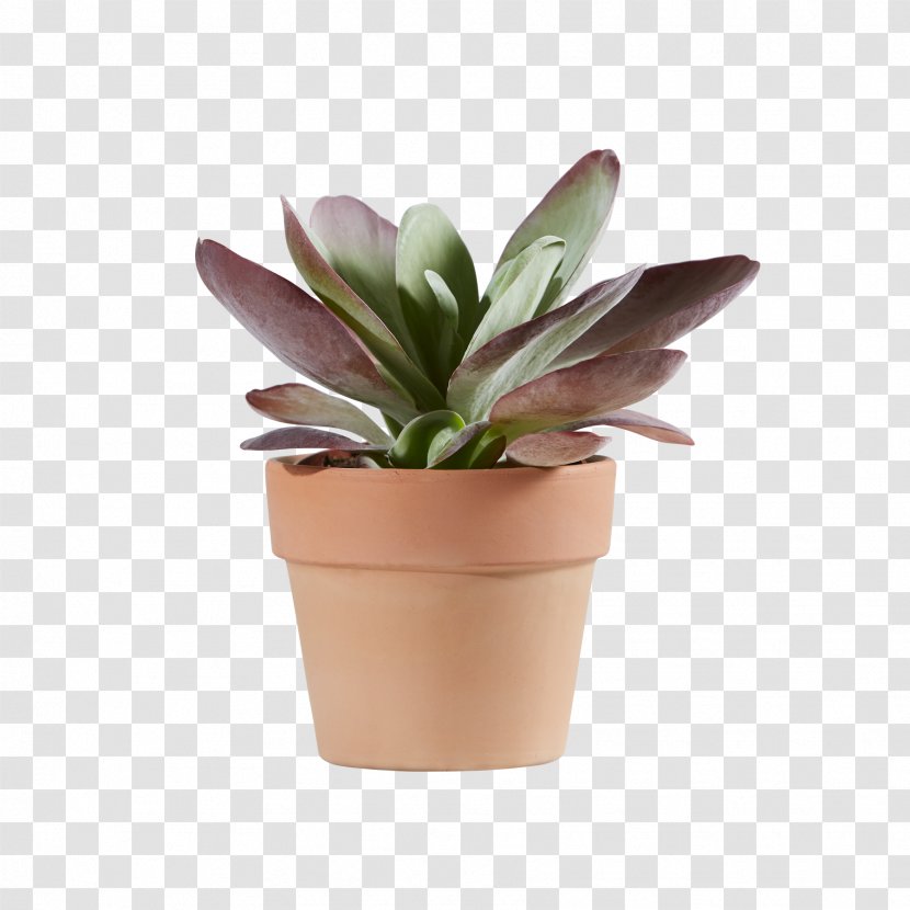 Houseplant Flowerpot - Flower Transparent PNG