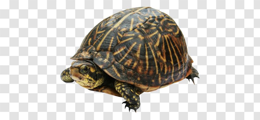 Turtle Clip Art - Terrestrial Animal Transparent PNG