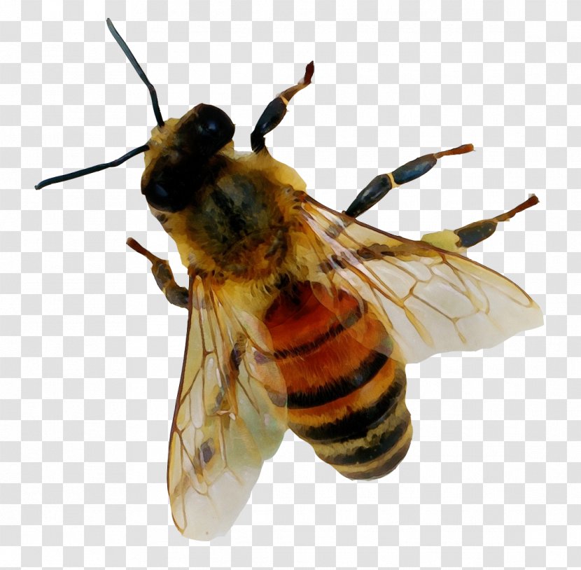 Honey Background - Hoverfly Warble Flies Transparent PNG