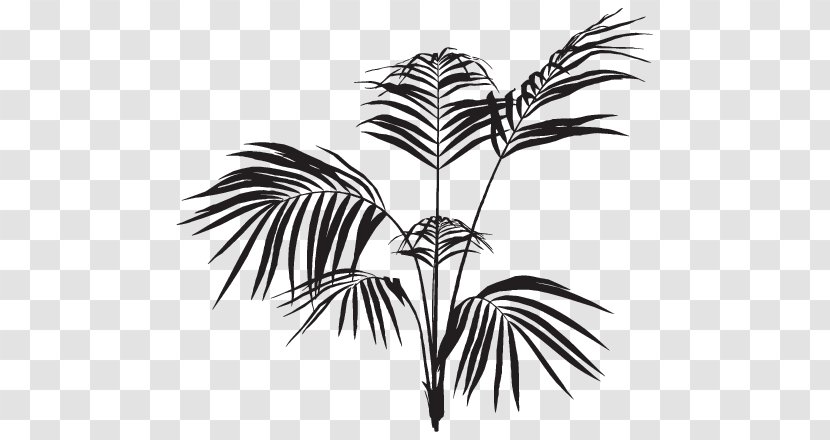Arecaceae Frond Palm Branch Black And White Leaf Transparent PNG