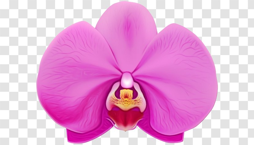 Petal Moth Orchid Pink Violet Flower - Flowering Plant Transparent PNG