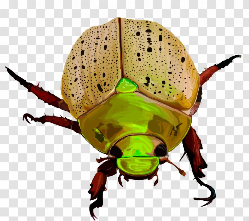 Weevil Insect Pollinator Pest Scarab - Scarabs Transparent PNG
