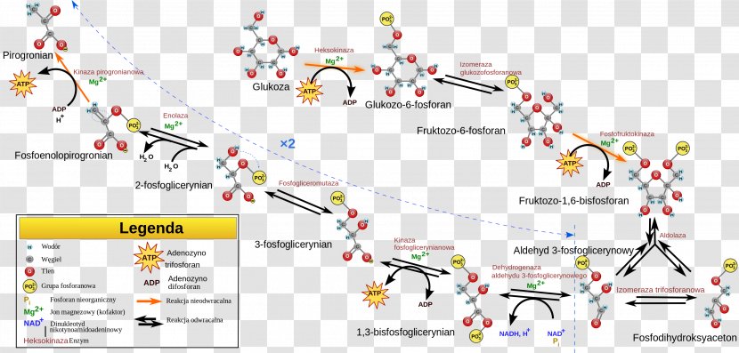 Cellular Respiration Glycolysis Citric Acid Cycle Gluconeogenesis - Technology - Cell Transparent PNG