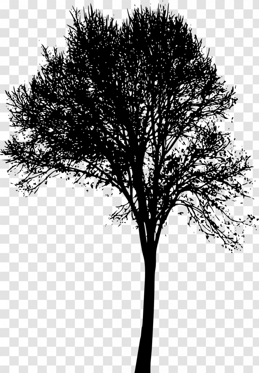 Woody Plant Tree Branch Twig - Silhouette Transparent PNG