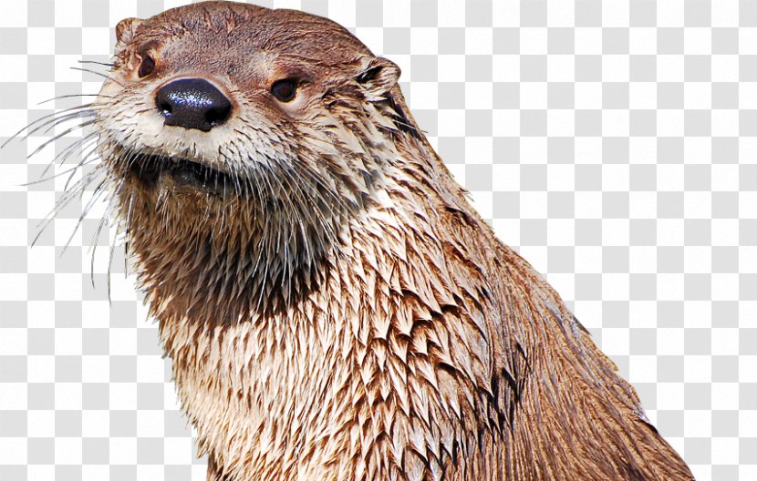 Sea Otter Virginia Living Museum North American River Beaver - Animal Transparent PNG