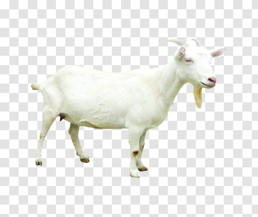 Sheepu2013goat Hybrid - Goat Transparent PNG