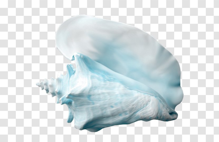 Shankha Conch Seashell Jaw Turquoise Transparent PNG