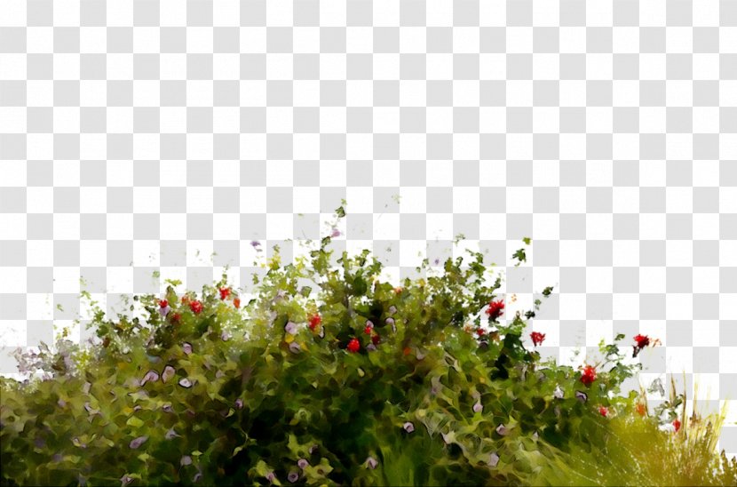 Vegetation Flora Meadow Tree Shrub - Garden - Spring Transparent PNG