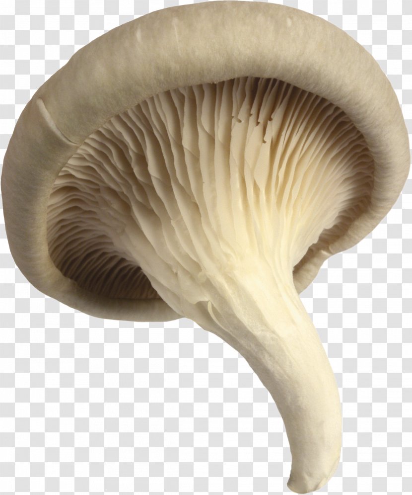 Pleurotus Eryngii Oyster Mushroom Agaricus - Mushrooms Transparent PNG