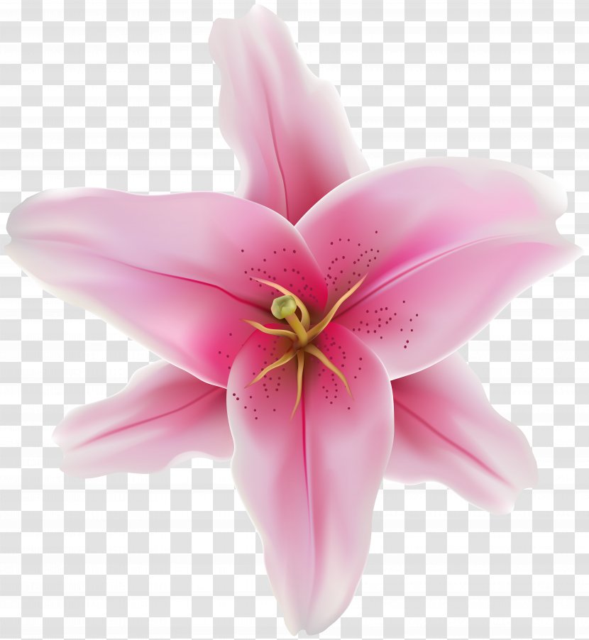 Clip Art Flower Pink Image - Plants Transparent PNG