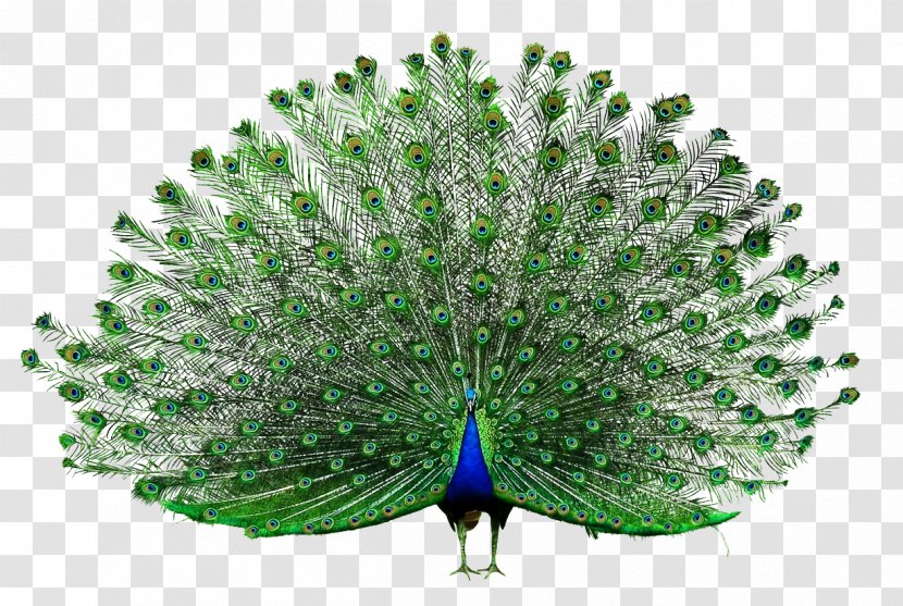 Icon - Grass - Open Peacock Transparent PNG