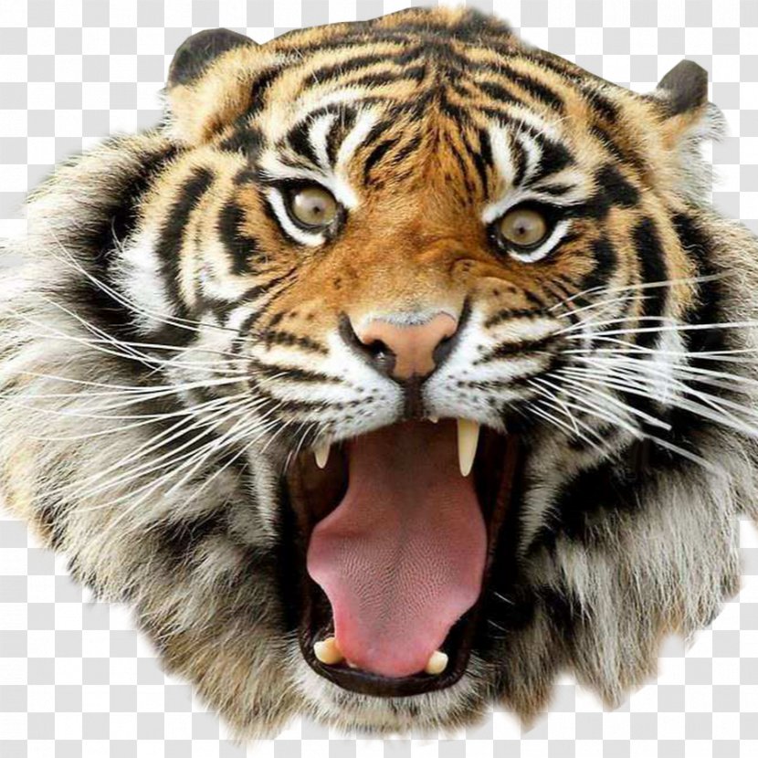 Desktop Wallpaper Clip Art Bengal Tiger Golden - Big Cats - Cat Transparent PNG