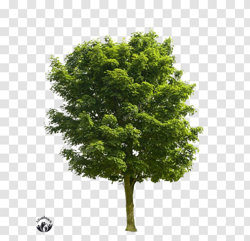 Stock Photography Tree Royalty-free Transparent PNG