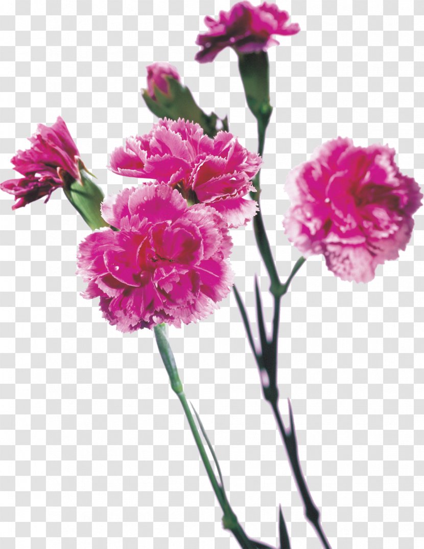 Red Purple Mother's Day Carnation Cut Flowers - Annual Plant Transparent PNG