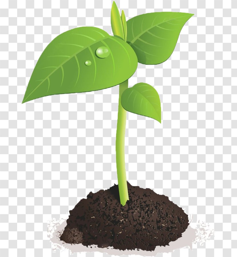 Sprouting Seed Brussels Sprout Bean - Royaltyfree - Flowerpot Transparent PNG