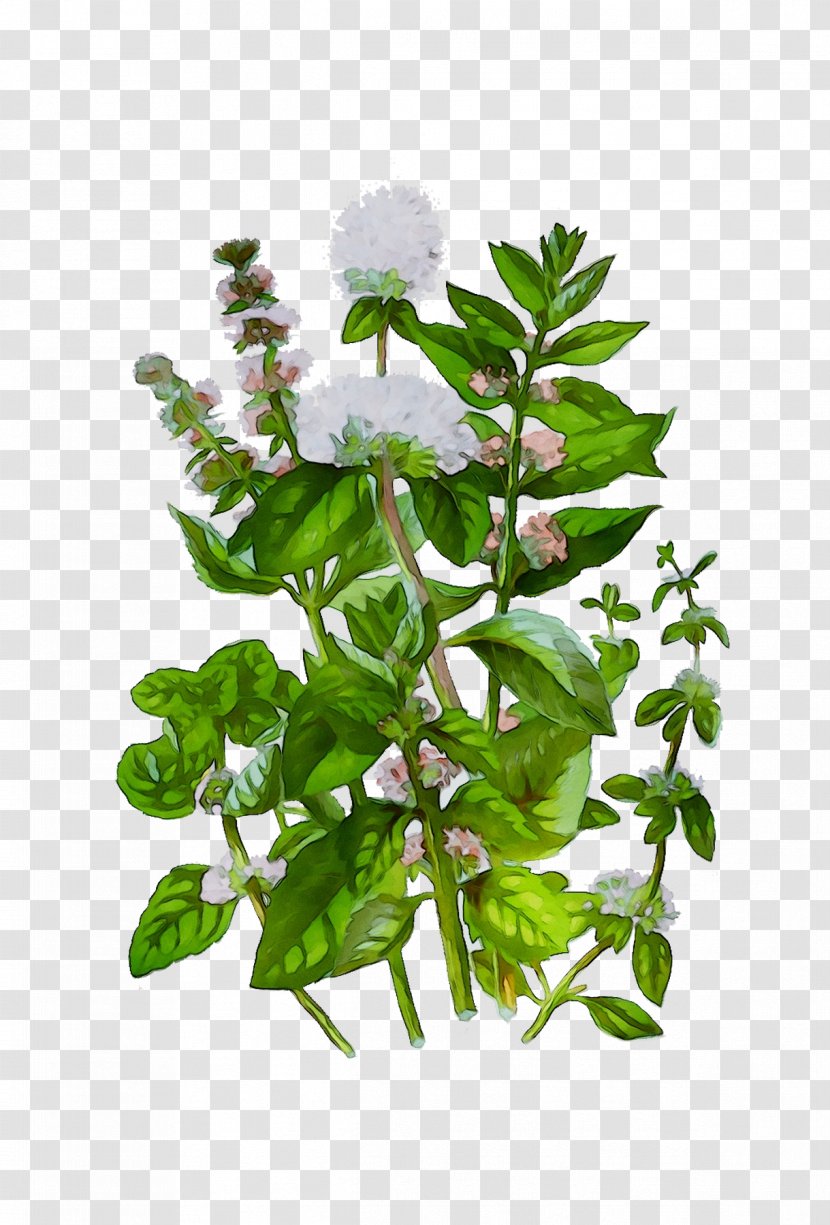 Flower Plant Stem Leaf Herbalism - Plants Transparent PNG