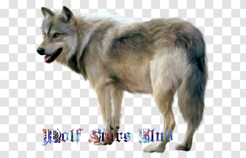Czechoslovakian Wolfdog Utonagan Clip Art - Gray Wolf Transparent PNG