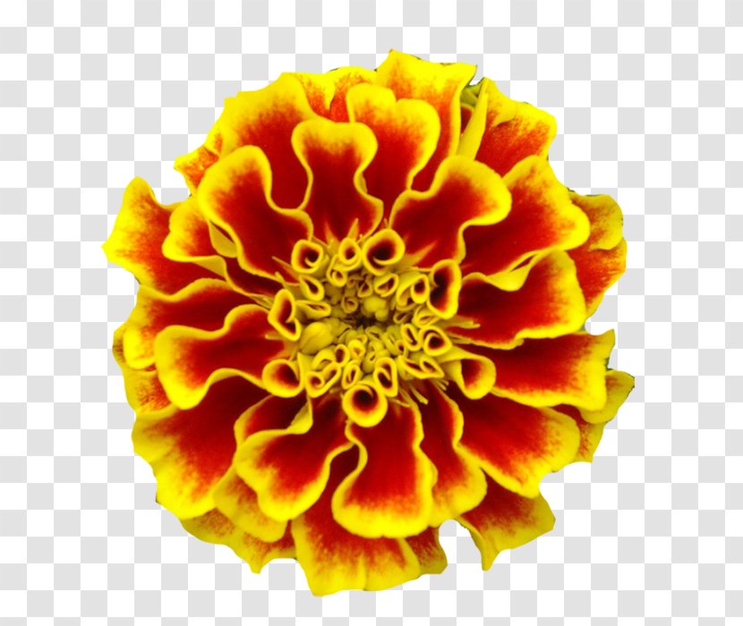 Mexican Marigold Marigolds Tattoo Birth Flower - Zinnia Transparent PNG