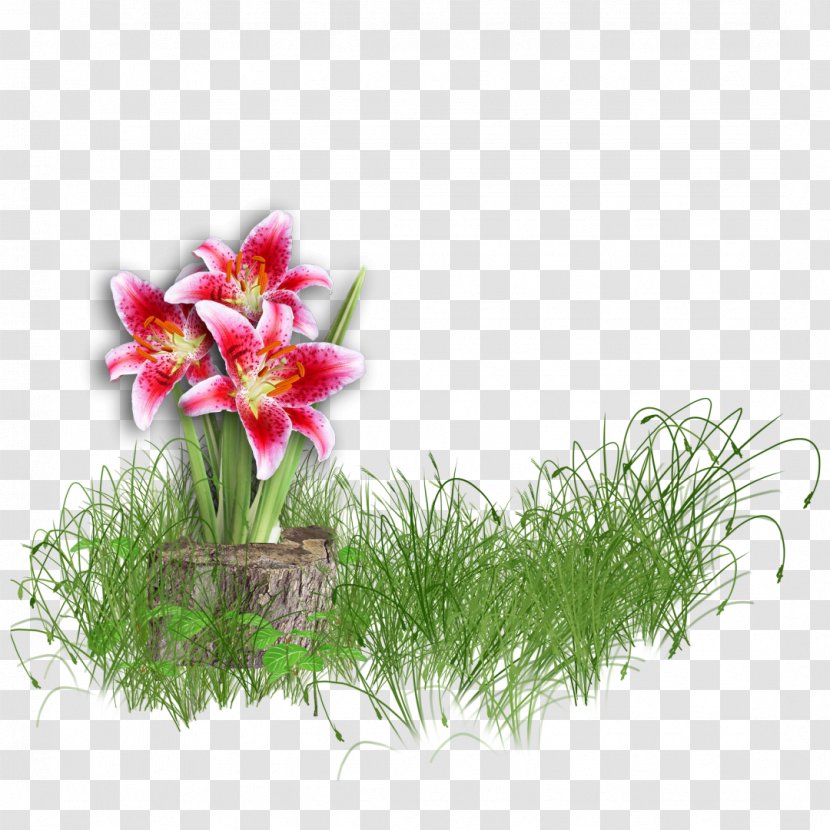 Flower Lilium - Floristry - Stump Transparent PNG