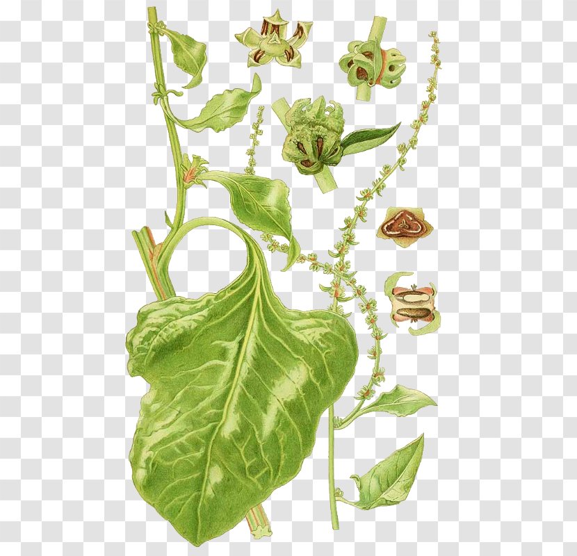 Leaf Nordens Flora Plant Botany Field Horsetail - Organism - Citrullus Lanatus Transparent PNG