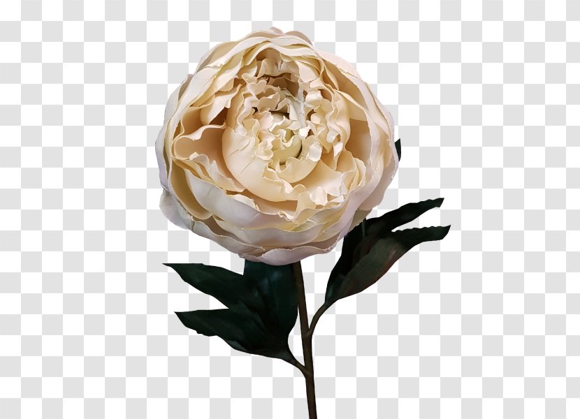 Garden Roses Cut Flowers Artificial Flower Centifolia - White Peony Bark Transparent PNG