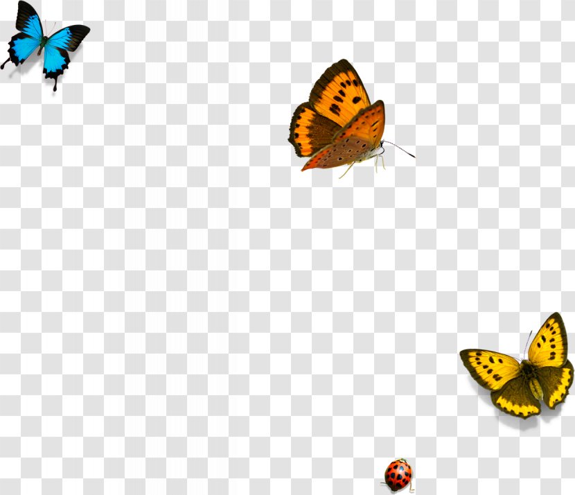 Butterfly Yellow Download - Template Transparent PNG