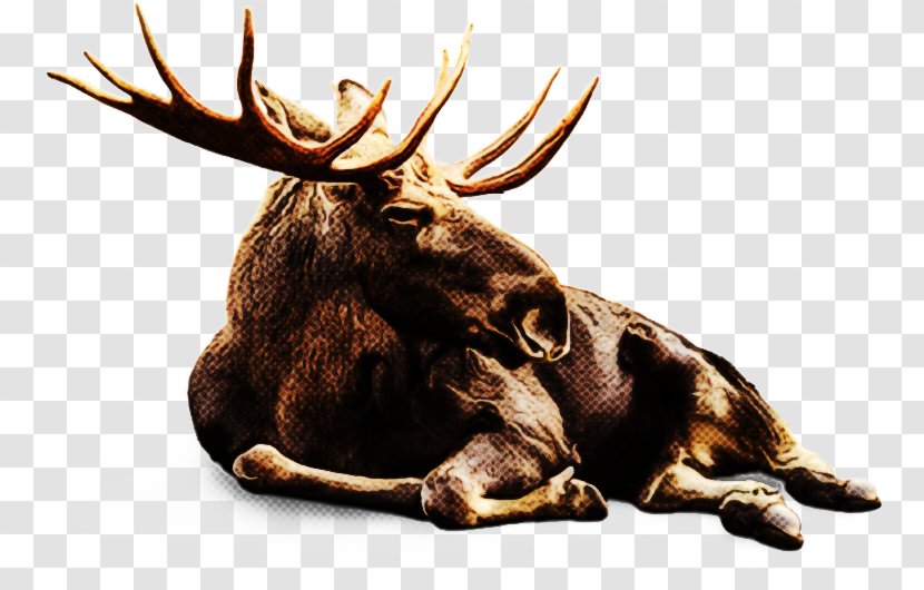 Reindeer - Bull - Deer Liver Transparent PNG