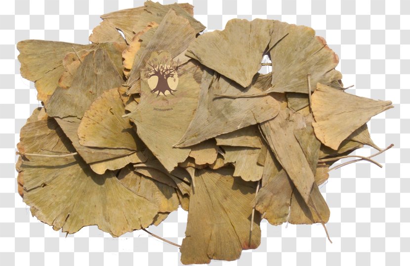 Maidenhair Tree Leaf Plane Trees Schinus Molle Extract - Ginkgo-biloba Transparent PNG