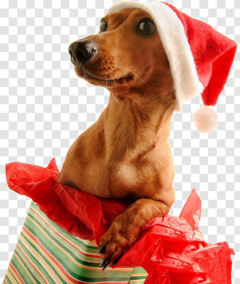 Dachshund Santa Claus Pug Puppy Christmas Day - Ornament Transparent PNG