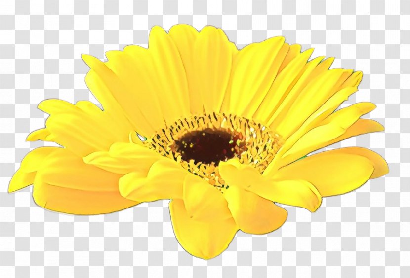 Barberton Daisy Flower Gerbera Yellow Petal - English Marigold Calendula Transparent PNG