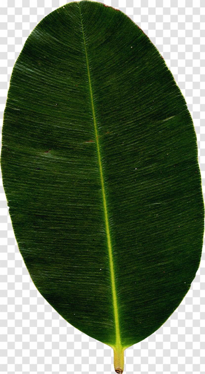 Banana Leaf Plant - Mint Leaves Transparent PNG