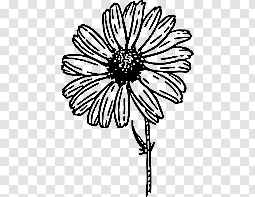 Common Daisy Drawing Clip Art - Sketch Floral Transparent PNG