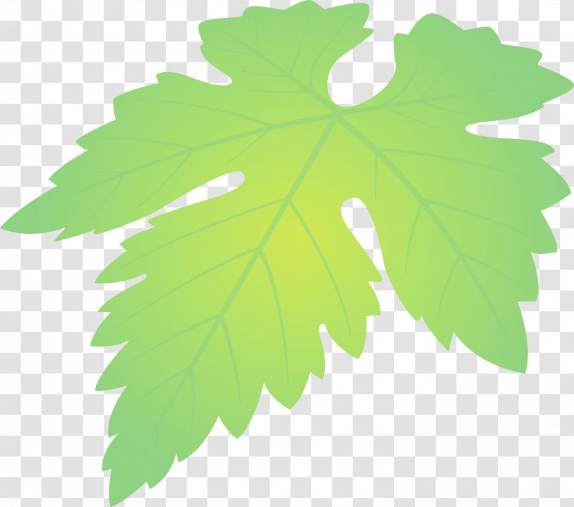 Maple Leaf Transparent PNG